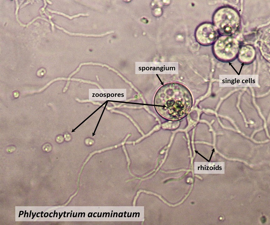 Chytrids and Zygote Fungi